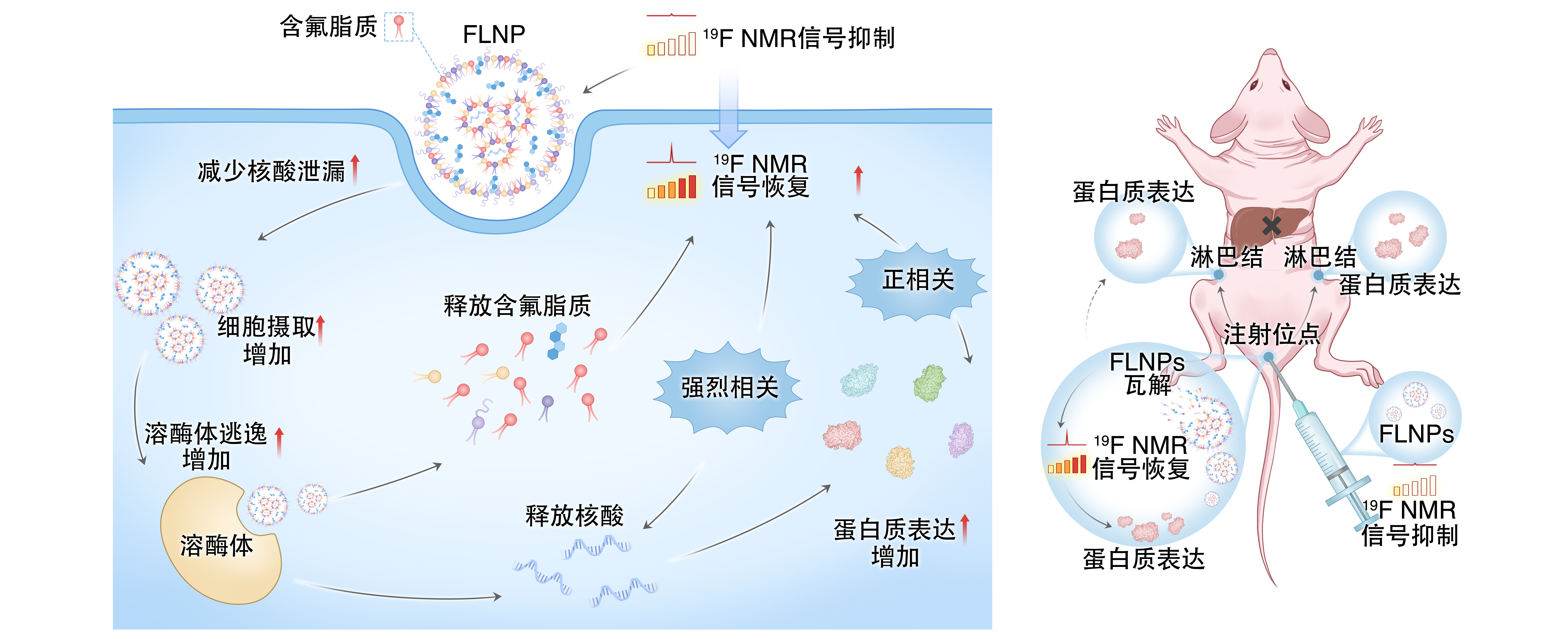 让 mRNA 在体内“看得见” kdpay钱包官网在mRNA疫苗递送研究方面取得重要进展
